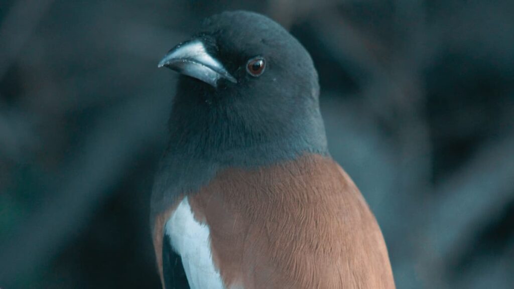 Bharatpur, Rajasthan