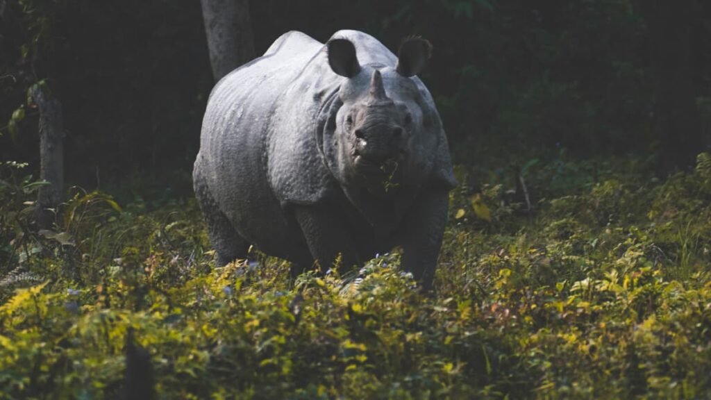 Kaziranga In February