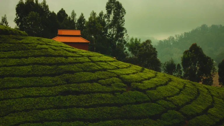 Ooty