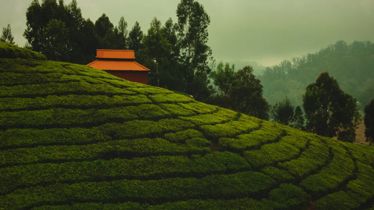 Best Places to Visit in Ooty: The Queen of the Nilgiris