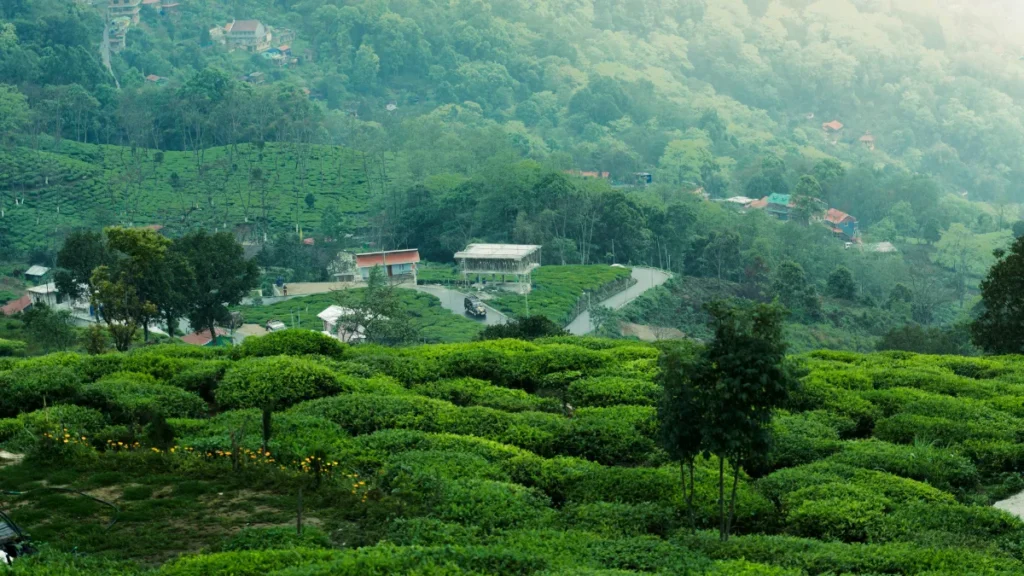 Dawaipani