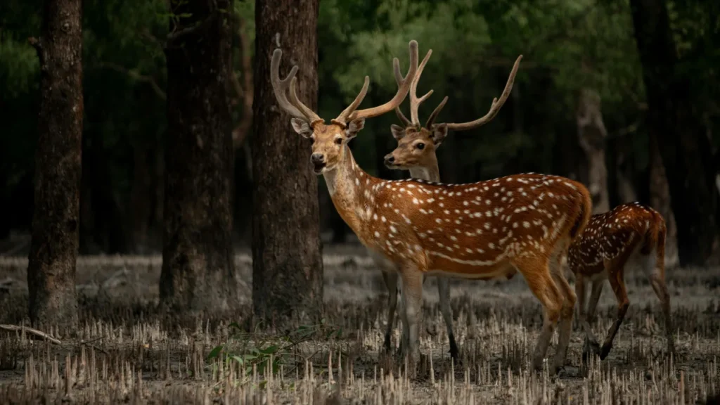 Kumbhalgarh Wildlife Sanctuary