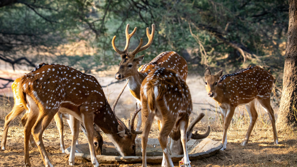 Nahargarh Biological Park